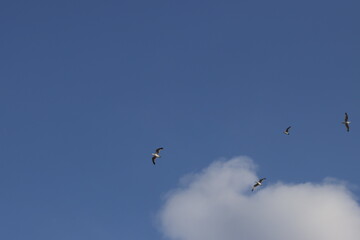 flying birds in the sky