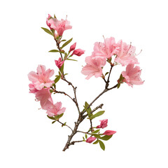 Obraz premium Close-up of a branch with vibrant pink blossoms and green leaves, captured in natural light, perfect for spring-themed projects and decor.