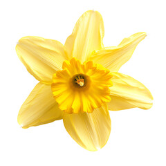 Close-up of a vibrant yellow daffodil flower with delicate petals and a trumpet-shaped center, isolated on a white background. © AlexCaelus