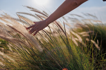 The girl runs her hand over the tall grass and touches it while walking through the fields in the sunset light.