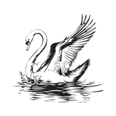 Swan Vector Images. Swan on the lake image vector. Black and white swan isolated on white background