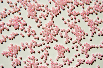 Pink beads background. Pink beads on white.
