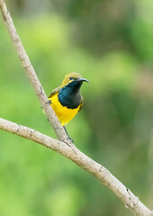 Olive backed sunbird (Nectarina Jugularis) perched