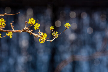 A village landscape covered with yellow Cornus officinalis flowers.