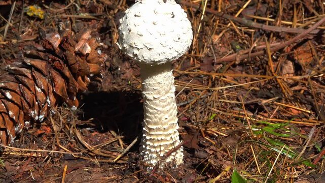Amanita vittadinii - shaggy porcini mushroom grown in the forest floor under a tree