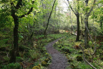 refreshing spring forest with fine pathway