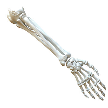 High-quality image of a human arm skeleton, showcasing detailed bones. Ideal for medical, educational, and anatomical illustrations.