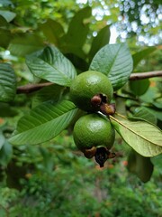 Guava is a common tropical fruit cultivated in many tropical and subtropical regions. The common guava Psidium guajava is a small tree in the myrtle family.