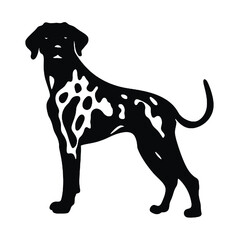 Dalmatian dog isolated on white