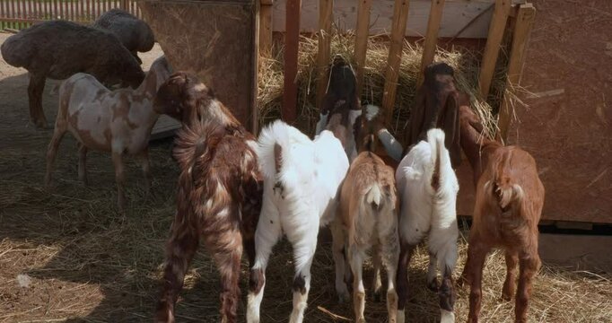 Rear view of goats eagerly eating tasty hay from a zoo feeder. The zoo keeps Nubian goats that have long floppy ears. Goats of different colors stand in a row and wag their tails.