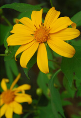 Yellow Zinnia flower plants growing wild 