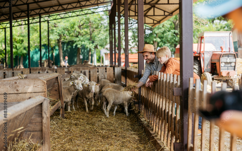 Wall mural father and son feeding sheep at farm