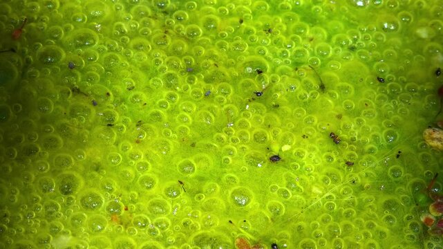 Freshwater algae Spirogyra release oxygen into the air, oxygen synthesis in water bodies