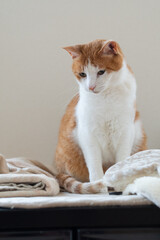 部屋で座っている猫　茶トラ白