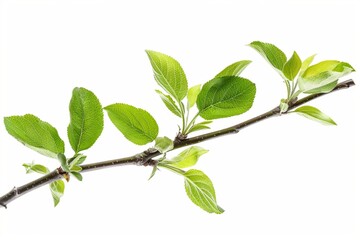 Obraz premium branch with leaves