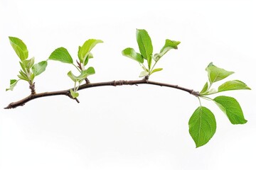 Obraz premium green tree isolated on white