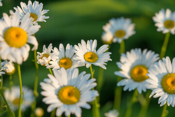 Fototapeta premium Beautiful little daisies in a flowerbed or field