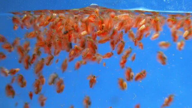 Daphnia magna, Crustacea, Cladocera - small planktonic freshwater crustaceans float in the water