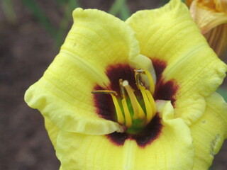 Zbliżenie na barwny kwiat liliowca (hemerocallis) © Kumulugma