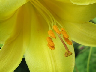 Zbliżenie na barwny kwiat lilii © Kumulugma