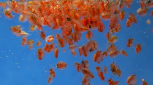 Daphnia magna, Crustacea, Cladocera - small planktonic freshwater crustaceans float in the water