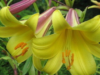 Zbliżenie na barwny kwiat lilii © Kumulugma