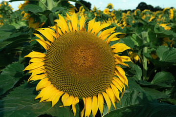 A close-up of a blooming sunflower. Ripened sunflower seeds. Background. Stock photo