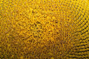 A close-up of a blooming sunflower. Ripened sunflower seeds. Background. Stock photo