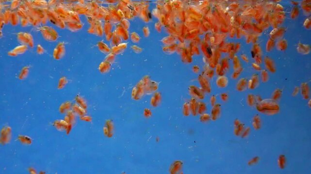 Daphnia magna, Crustacea, Cladocera - small planktonic freshwater crustaceans float in the water