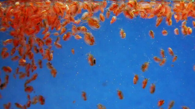 Daphnia magna, Crustacea, Cladocera - small planktonic freshwater crustaceans float in the water