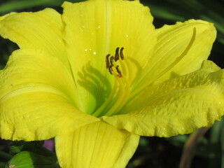 Zbliżenie na barwny kwiat liliowca (hemerocallis) © Kumulugma