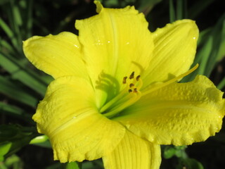 Zbliżenie na barwny kwiat liliowca (hemerocallis) © Kumulugma