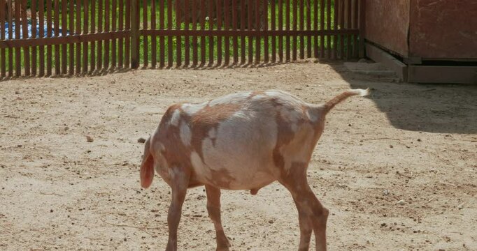 A cute goat with long floppy ears walks around the zoo and looks for food. At the zoo, visitors can pet and feed cute goats with long floppy ears. Concept of a goat in a contact zoo.