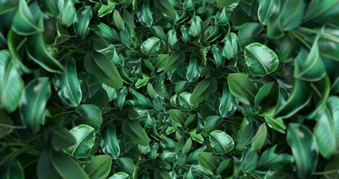 Animation loop parallax green leaf background. 