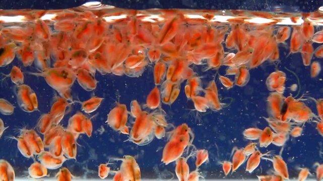 Daphnia magna, Crustacea, Cladocera - small planktonic freshwater crustaceans float in the water