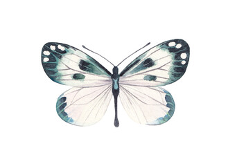 Watercolor butterfly isolated on white background