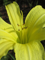 Zbliżenie na barwny kwiat liliowca (hemerocallis) © Kumulugma
