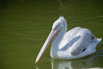 pelican on the water