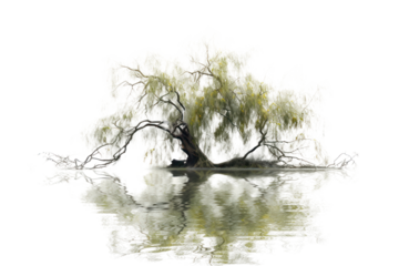 A willow tree gracefully weeping its branches over a tranquil pond, its leaves reflecting in the still water on white background
