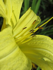 Zbliżenie na barwny kwiat liliowca (hemerocallis)