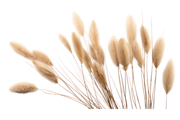 A whimsical composition of dried bunny tail grass, isolated on a white background.