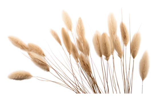 A whimsical composition of dried bunny tail grass, isolated on a white background.