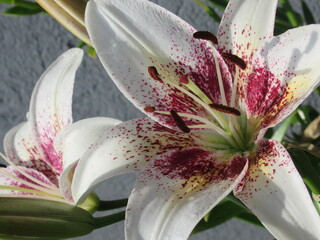 Zbliżenie na barwny kwiat lilii © Kumulugma