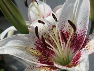 Zbliżenie na barwny kwiat lilii © Kumulugma