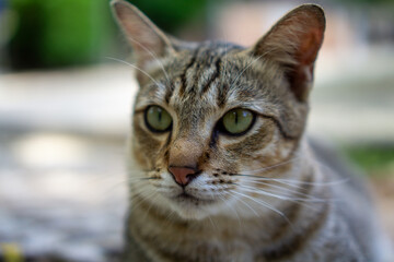 Obraz premium Brown Thai cat