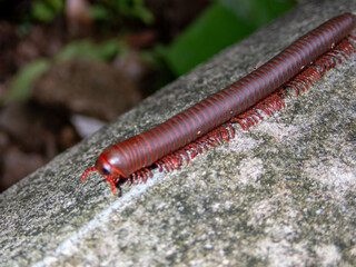 Millipede