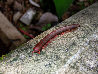 Millipede