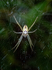 spider