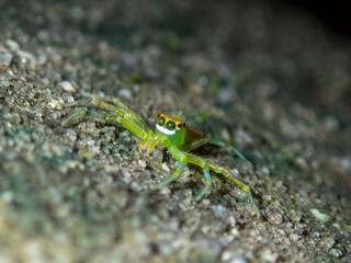 spider