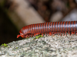 Millipede